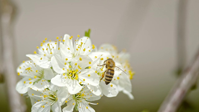 蜜蜂(Apis mellifera carnica)为白色樱花授粉视频素材
