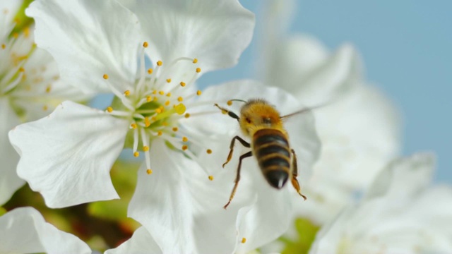 一只名为SLO MO LD的食肉蜜蜂在一朵白色樱花的花蕊上停留视频下载