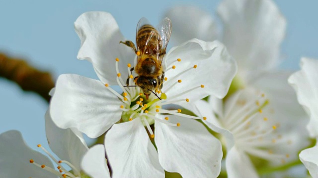 蜜蜂(意大利蜜蜂)在白色的樱花上采集花粉视频素材