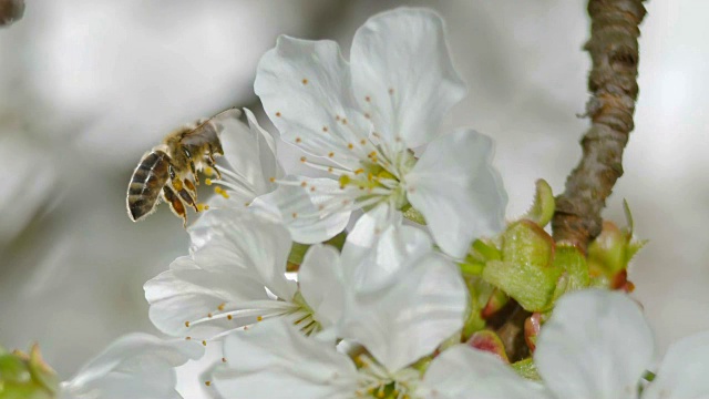 一只蜜蜂在阳光下降落在一棵樱桃树上的白色花朵上视频素材