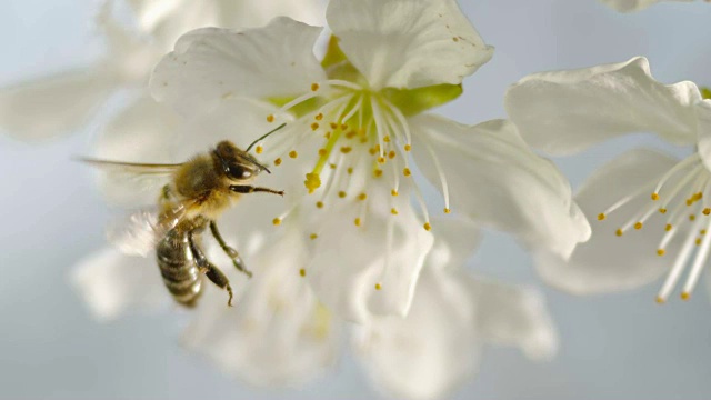 食肉蜂在白色樱花的雄蕊上采花粉视频下载