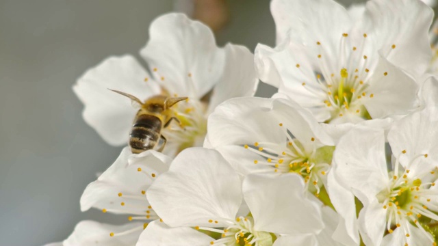 一只蜜蜂落在一朵白色的花上视频下载