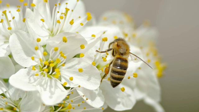 阳光下，一只蜜蜂在一棵樱桃树上的白色花朵上采集花粉视频素材