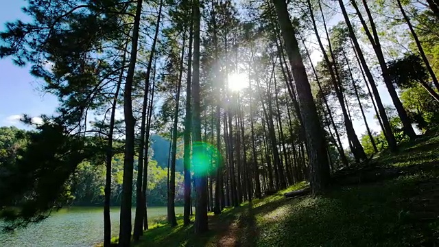 mahongsorn的松树和日出。视频素材
