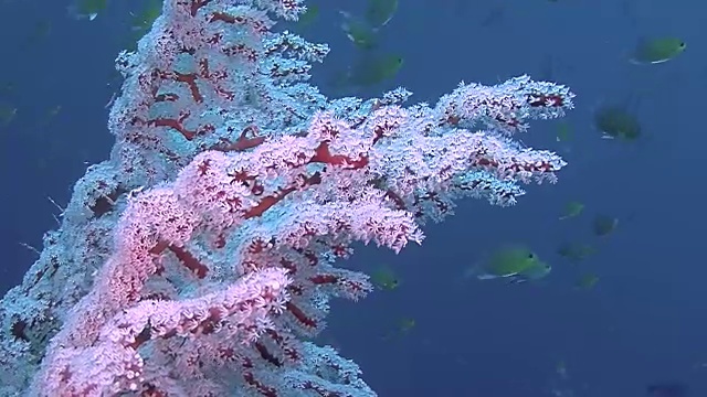 印度尼西亚西巴布亚岛拉贾安帕的水下世界。视频素材