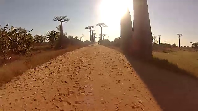 马达加斯加共和国莫龙达瓦路边的猴面包树视频素材