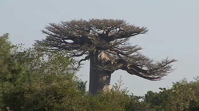 马达加斯加的猴面包树和天空视频素材