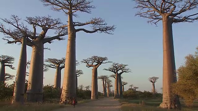 马达加斯加共和国莫龙达瓦路边的猴面包树视频素材