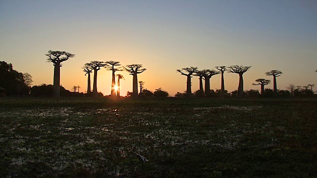 黄昏时马达加斯加莫龙达瓦的猴面包树视频下载