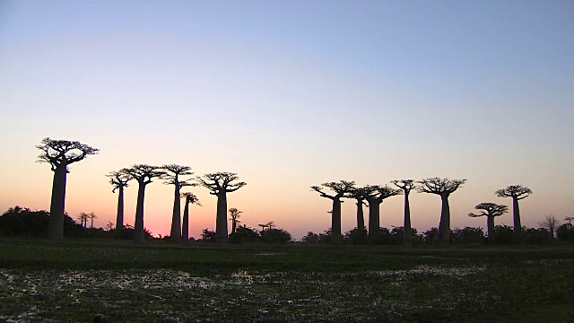 黄昏时马达加斯加莫龙达瓦的猴面包树视频下载