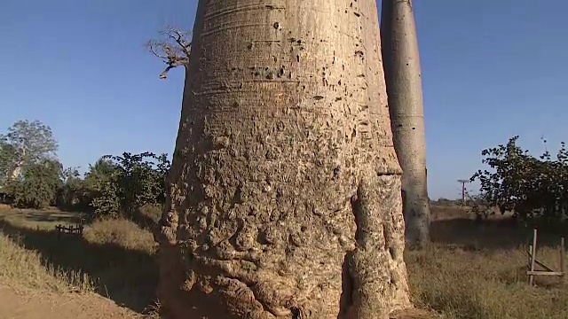 马达加斯加的猴面包树和天空视频素材