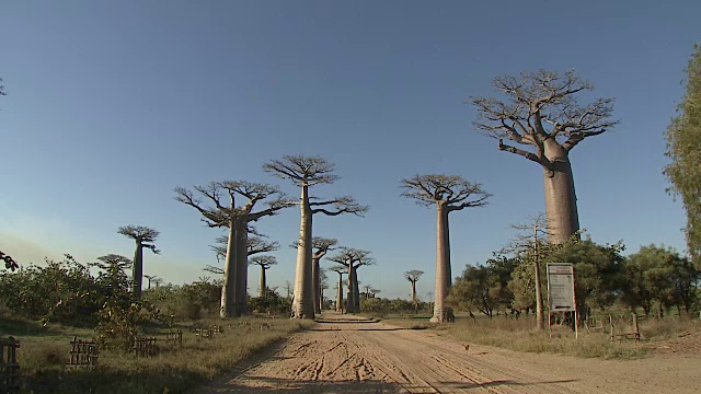 马达加斯加的猴面包树和湛蓝的天空视频素材