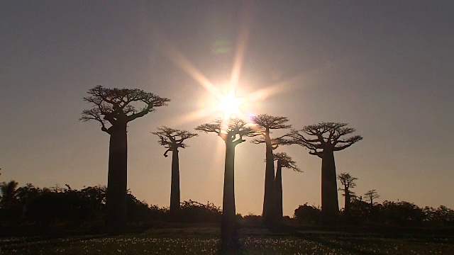 黄昏时马达加斯加莫龙达瓦的猴面包树视频素材