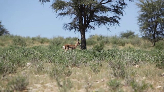 新生的跳羚和母亲在开阔的草原，卡拉加迪越境公园，南非视频下载
