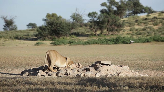 南非Kgalagadi越境公园，一只母狮子在水坑里喝水视频下载