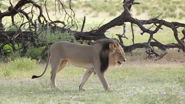 狮子在草原上行走，卡拉加迪越境公园，南非视频下载