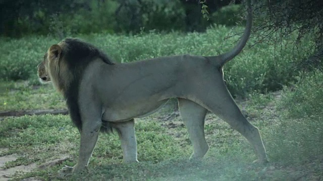 南非Kgalagadi越境公园，狮子在标记他的领地视频下载