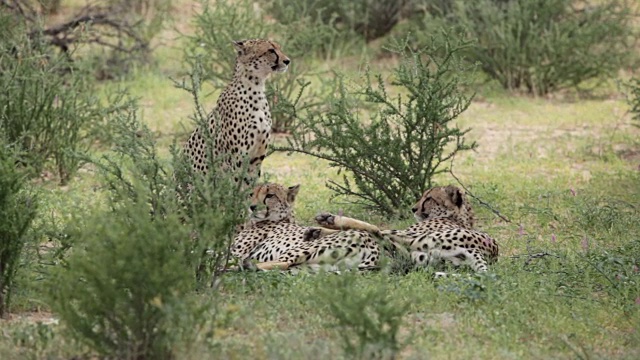 一家猎豹在草原的灌木丛中休息，卡拉加迪越境公园，南非视频素材
