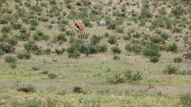 新生的跳羚试图第一次站立，Kgalagadi越境公园，南非视频素材