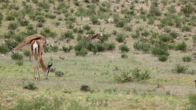 新生的跳羚试图第一次站立，Kgalagadi越境公园，南非视频素材