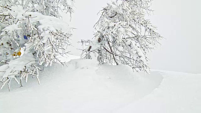 SLO MO滑雪者跳出粉末雪灌木丛视频素材