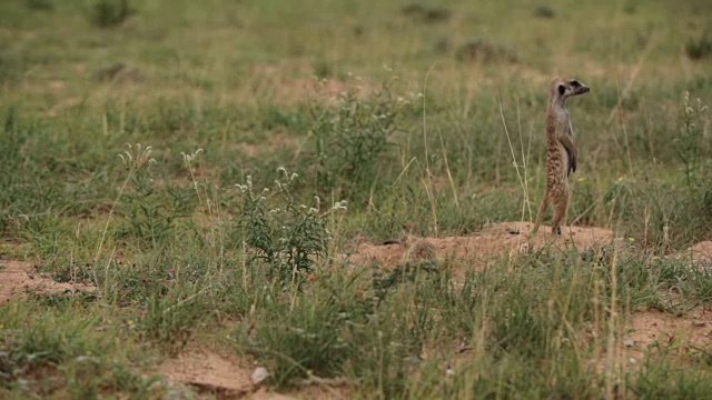 猫鼬向外看，而另一个挖掘，Kgalagadi越境公园，南非视频素材
