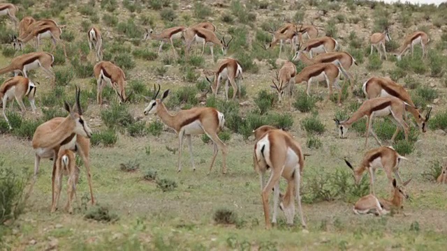 成群的跳羚在吃草和放松，卡拉加迪越境公园，南非视频素材