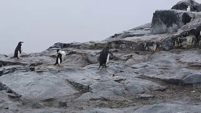 南极半岛，杰拉什海峡，Hydrurga岩石-帽带企鹅在雨中的岩石上行走视频下载