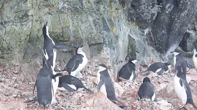 南极半岛，Gerlache海峡，Hydrurga岩石-吵闹的帽带企鹅殖民地视频下载