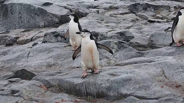 南极半岛，杰拉什海峡，Hydrurga岩石-帽带企鹅在雨中的岩石上行走视频下载