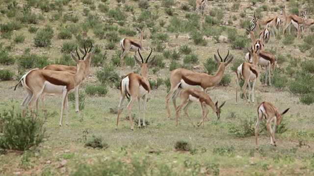 南非Kgalagadi越境公园，新生的跳羚被受惊的兽群击倒视频下载