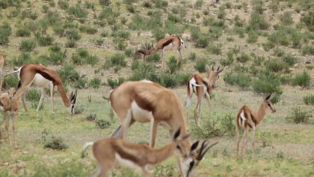 新生的跳羚第一次尝试走路，Kgalagadi越境公园，南非视频素材