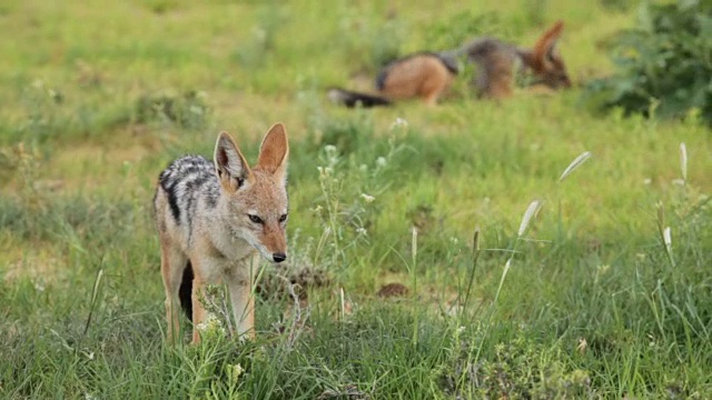 黑背豺狼吃草，卡拉加迪越境公园，南非视频素材