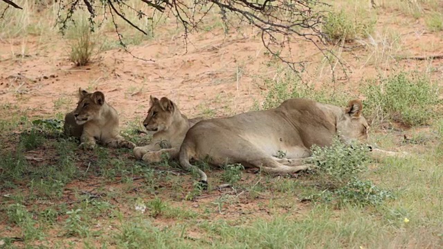 一只母狮带着两只幼崽躺在南非卡拉加迪越境公园的树荫下视频素材