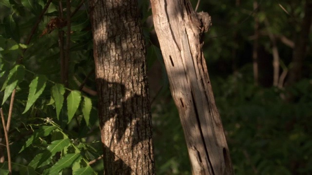 环尾狐猴(狐猴猫)试图抓住蝉(蝉科)，马达加斯加视频素材