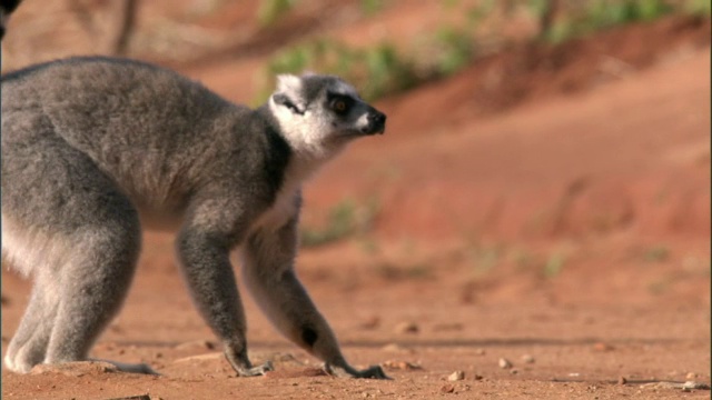 马达加斯加，环尾狐猴(狐猴猫科动物)追逐打斗视频下载
