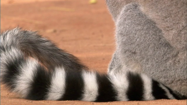 环尾狐猴(狐猴猫)闻到尾巴然后走开，马达加斯加视频下载