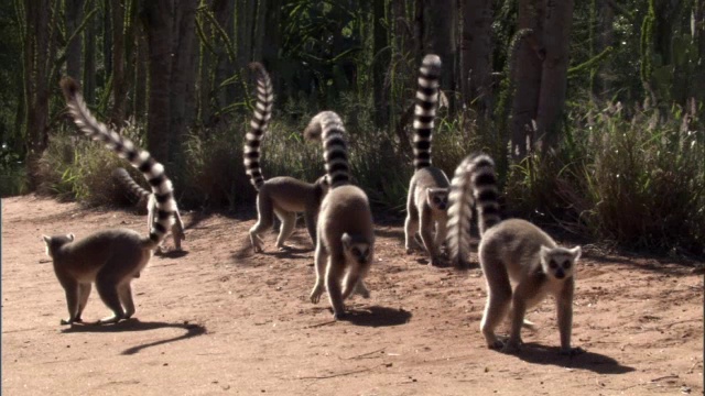 环尾狐猴(狐猴猫)在路上奔跑，马达加斯加视频下载