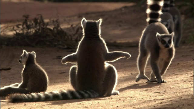 环尾狐猴(狐獴)在地面上晒太阳，马达加斯加视频下载