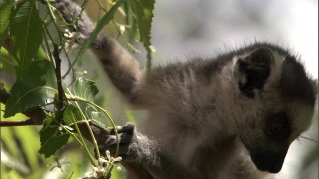 小环尾狐猴(狐猴catatta)在树上吃花，马达加斯加视频素材