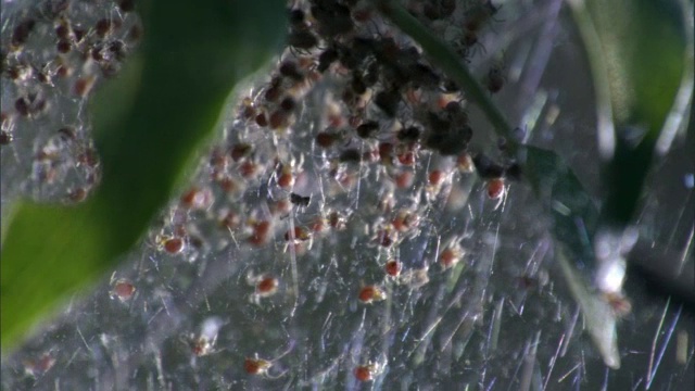 马达加斯加的小蜘蛛窝视频下载