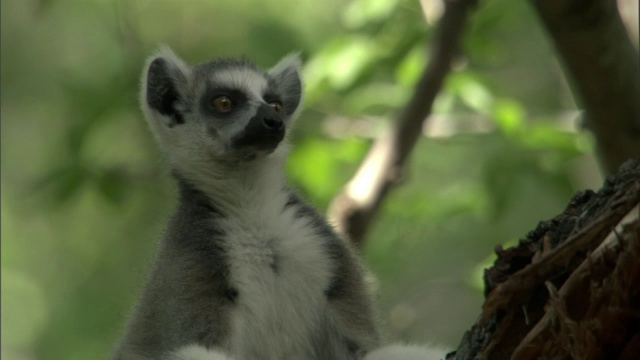 环尾狐猴(狐猴猫)在树上环顾四周，马达加斯加视频素材