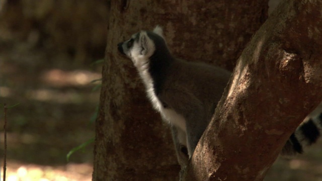 环尾狐猴(狐猴猫)从树上跳跃，马达加斯加视频素材