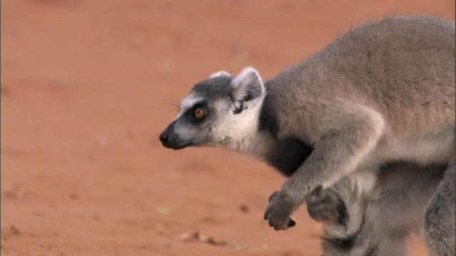 环尾狐猴(狐猴catatta)气味和摇动尾巴，马达加斯加视频素材