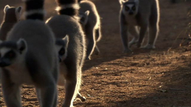 环尾狐猴(狐猴猫)走在尘土飞扬的路上，马达加斯加视频下载