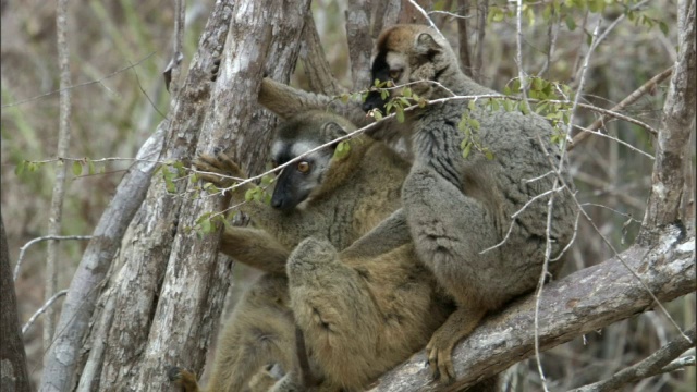 马达加斯加树上的红顶棕色狐猴(狐猴)视频下载