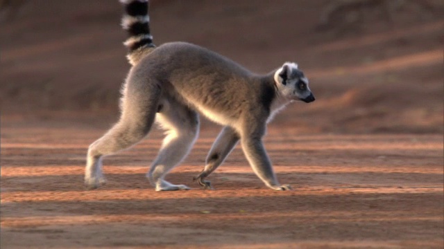 环尾狐猴(狐猴猫)在地面上行走，马达加斯加视频下载