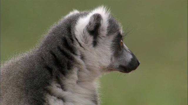 环尾狐猴(狐猴猫)环顾四周，马达加斯加视频素材