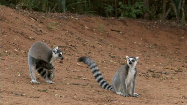 环尾狐猴(狐猴catatta)的气味和它的尾巴，向竞争对手，马达加斯加视频下载