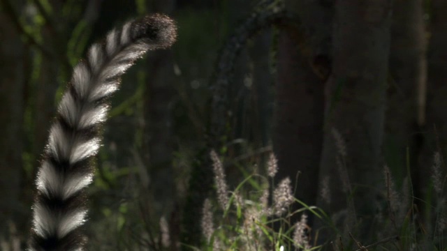 直立的环尾狐猴(狐猴猫)的尾巴，马达加斯加视频素材